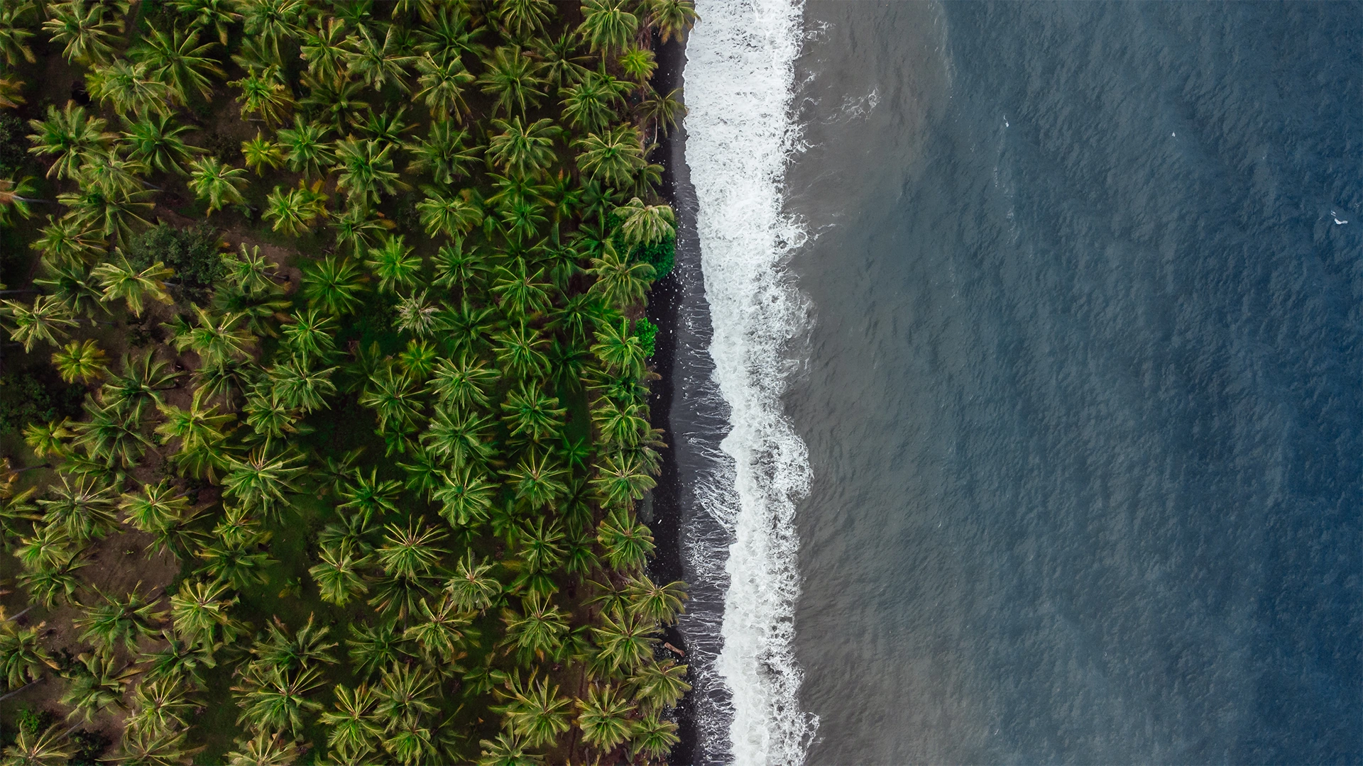 Header of Indococonurtura